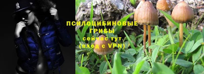 Псилоцибиновые грибы Psilocybe  Крымск 